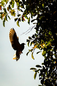 Low angle view of bird perching on tree