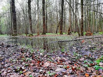 Autumn leaves in forest