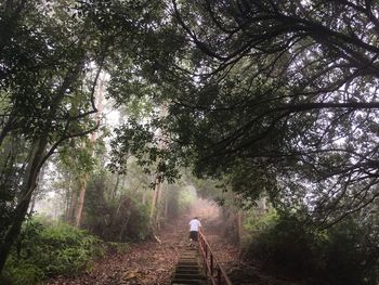 Man walking on road amidst trees