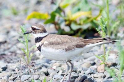 Close-up of bird perching on rock