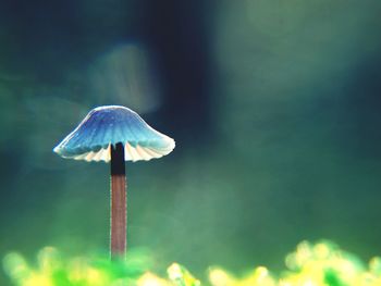 Close-up of mushroom growing on field