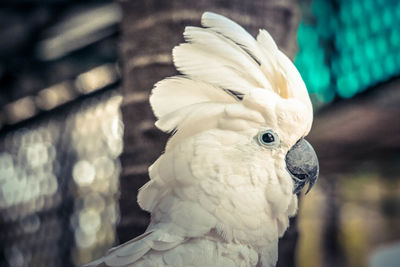 Close-up of parrot