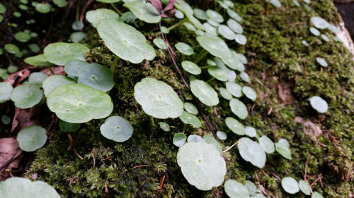 Close-up of plants and moss growing on wood