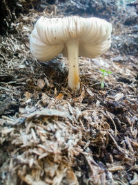 Close-up of mushroom growing on ground