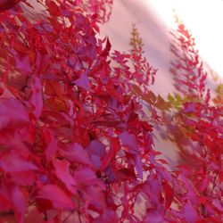Close-up of red leaves