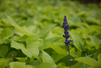 Close-up of purple flowering plant