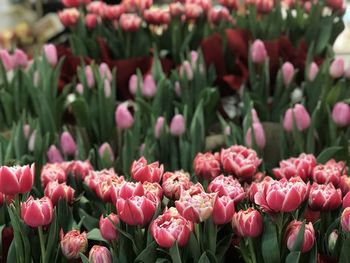 Close-up of pink tulips