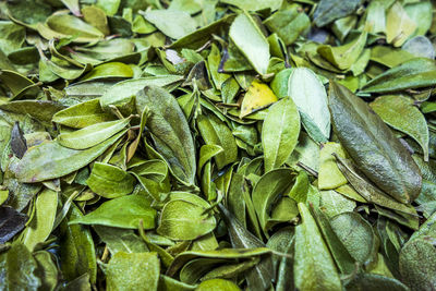 Full frame shot of green leaves