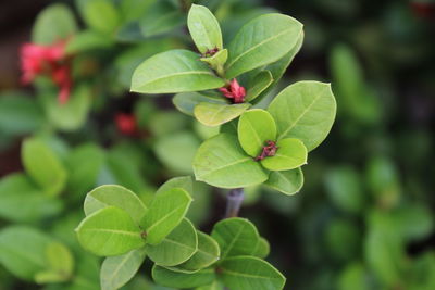 Close-up of green leaves on plant