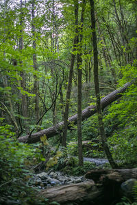 Trees in forest