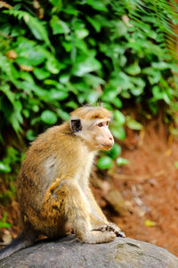 Monkey sitting on a rock in a national part, sri lanka.