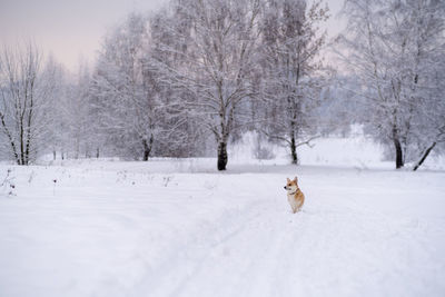 Man walking on snow covered field