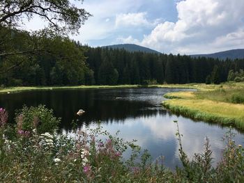 Scenic view of lake in forest against sky