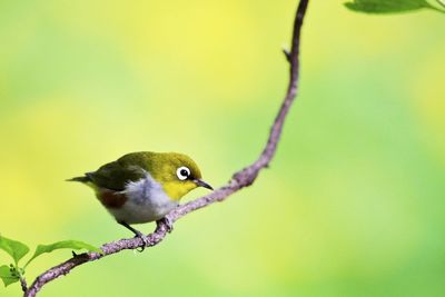 Close-up of bird perching on branch