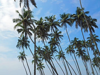 Low angle view of palm trees against cloudy sky