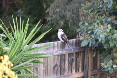 Bird perching on tree trunk