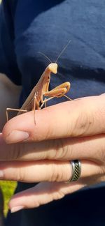 Close-up of praying mantis on hand