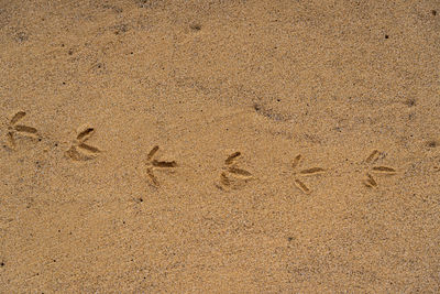 High angle view of footprints on sand