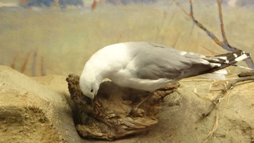 Close-up of bird