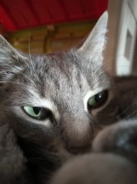 Close-up portrait of a cat