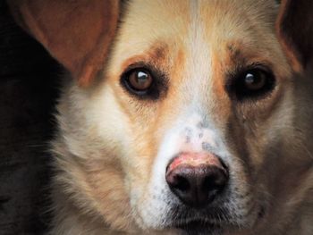 Close-up portrait of dog