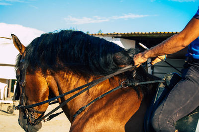 Close-up of a horse