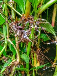 Close-up of insect on plant