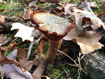 Close-up of mushrooms