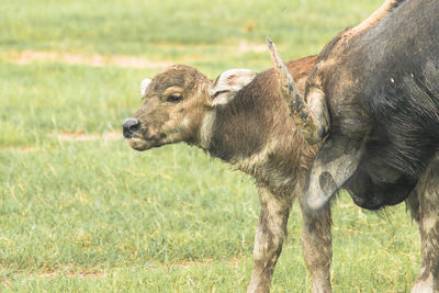 A baby buffalo