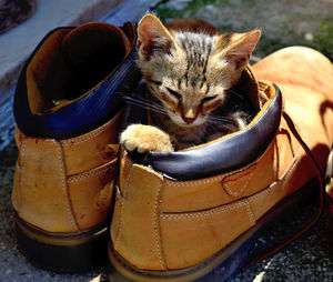 High angle view of cat by shoes