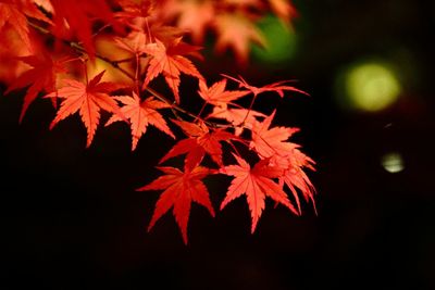 Close-up of leaves