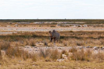 Black rhino in etosha national park