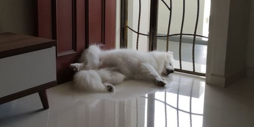 White cat lying down on window