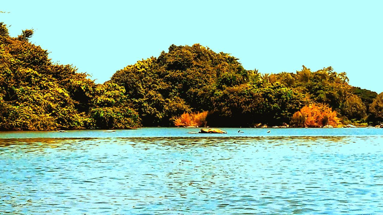 tree, water, nature, beauty in nature, lake, clear sky, scenics, waterfront, tranquility, outdoors, one animal, tranquil scene, animal themes, day, no people, mammal, growth, sky