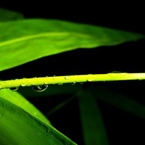 Close-up of green leaves