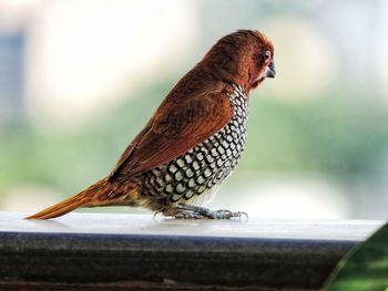 Close-up of bird perching on railing