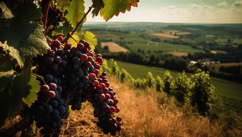 Close-up of grapes growing on field