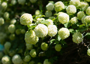 Close-up of green flowering plant