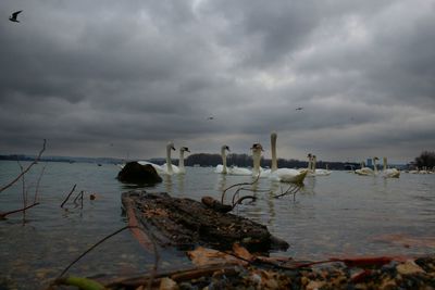 View of seagulls on sea shore against cloudy sky