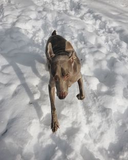 High angle view of dog on snow