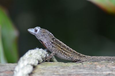 Close-up of lizard