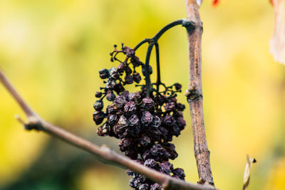 Close-up of insect on plant