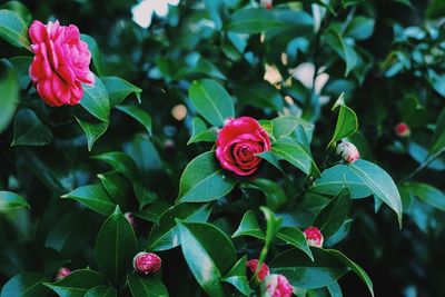 Close-up of red rose blooming in garden