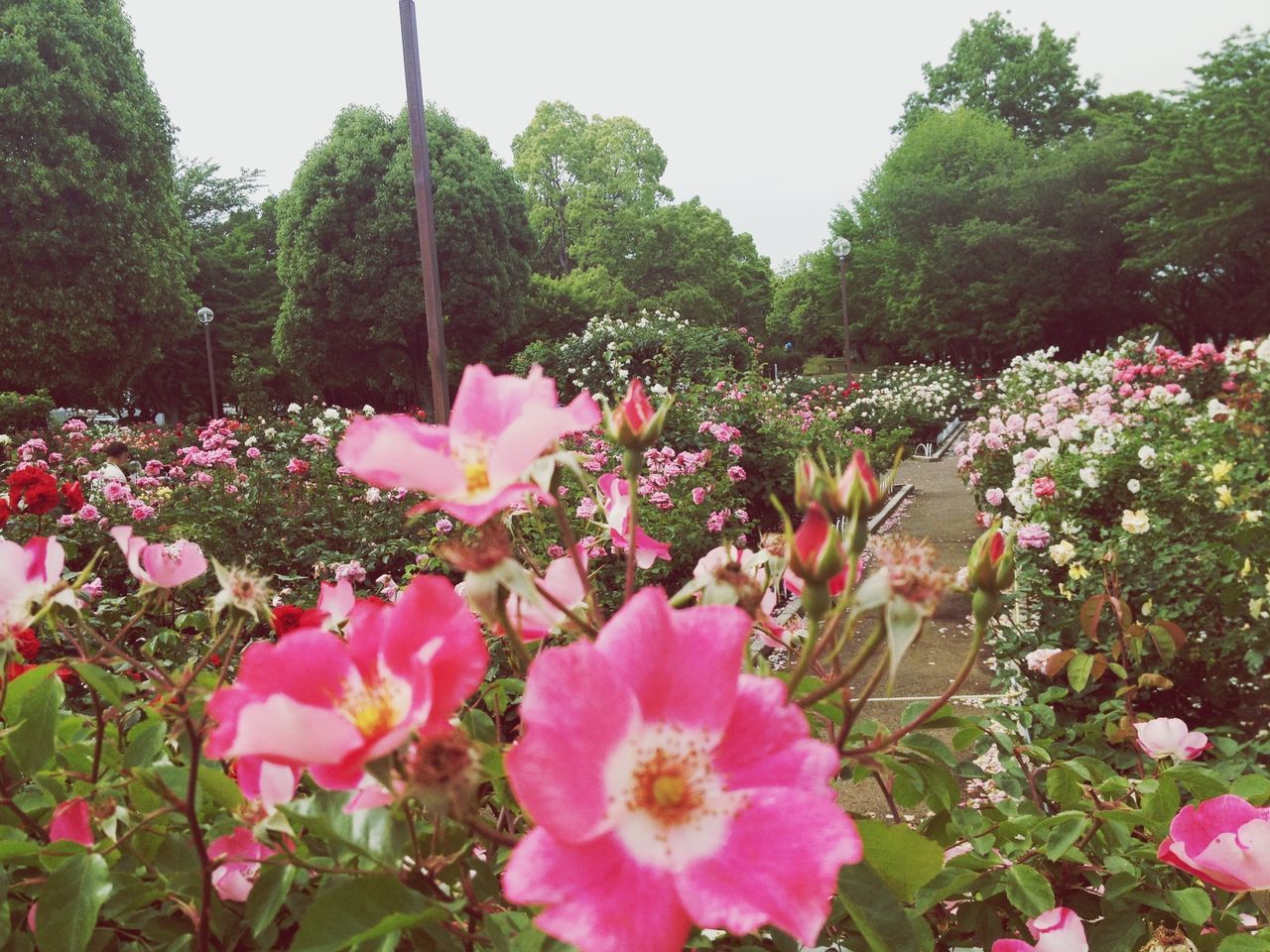 flower, freshness, pink color, growth, fragility, beauty in nature, petal, blooming, nature, plant, tree, flower head, in bloom, blossom, pink, park - man made space, leaf, day, outdoors, tranquility