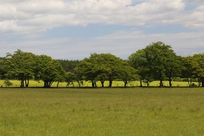 Trees on field against sky