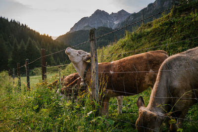 Animals on field by fence against mountains