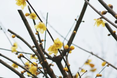 Low angle view of yellow flower tree against sky