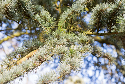 Close-up of flower tree