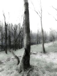 Snow covered landscape