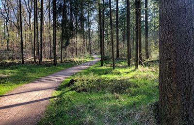 Trail amidst trees in forest